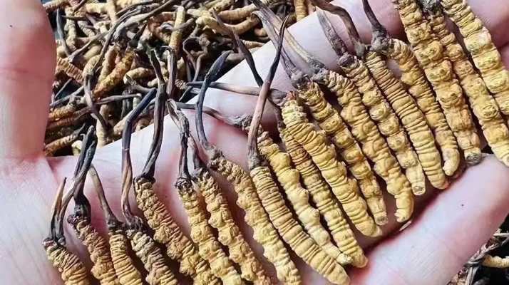 冬蟲(chóng)夏草一克大約多少條?