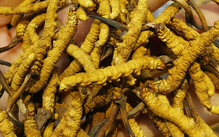 野生的冬蟲(chóng)夏草多少錢(qián)一斤