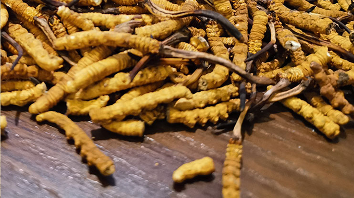 這些人需謹慎！冬蟲夏草的不適宜人群及健康提示