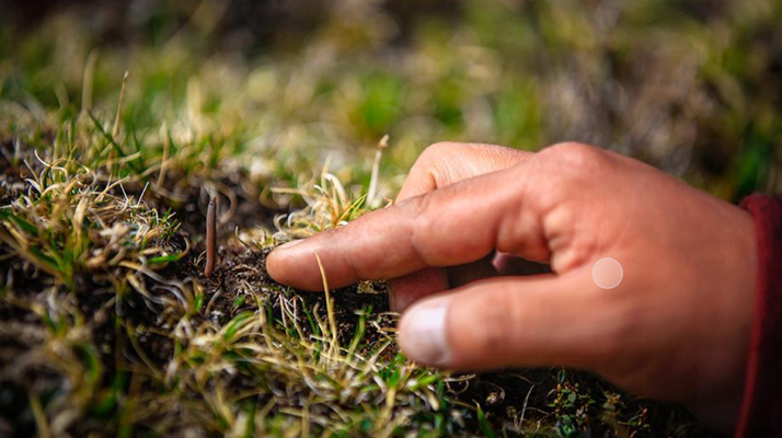 冬蟲夏草怎么找？自然采挖與市場獲取全指南