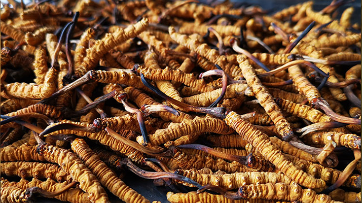 國際市場冬蟲夏草行情分析:從東方瑰寶到全球健康投資的戰(zhàn)略商品