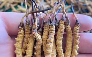 冬蟲夏草等級怎么辨別？專業(yè)指南教你識別優(yōu)劣真?zhèn)?> </div>
            <div   id=