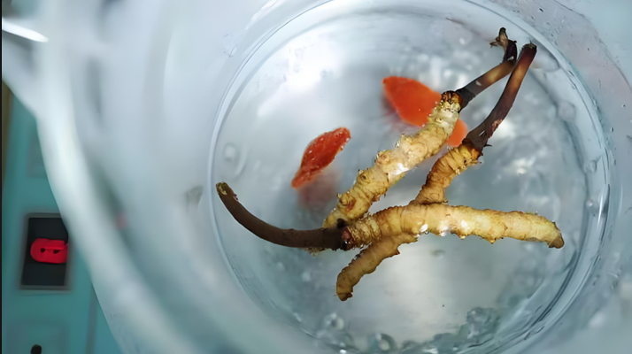 人參冬蟲夏草枸杞泡酒:古法釀就的滋補(bǔ)佳釀