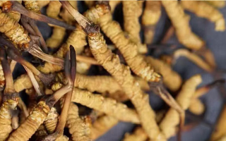 鹿茸和冬蟲(chóng)夏草，誰(shuí)更 “值錢(qián)”？