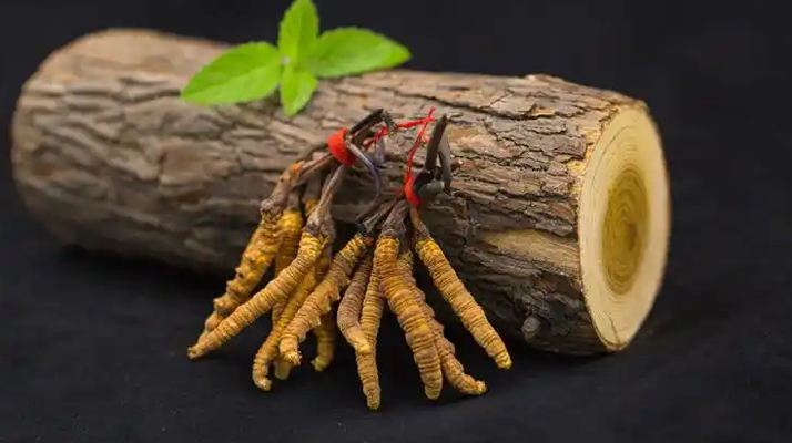 冬蟲夏草一開始長什么樣？從幼蟲到蟲草雛形的生長歷程