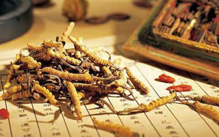 冬蟲夏草適合哪些人？一文讀懂適用與禁忌人群