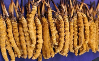 慧眼識(shí)真：西藏冬蟲(chóng)夏草的辨別方法