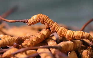 冬蟲夏草泡酒全攻略：所需材料、選材標(biāo)準(zhǔn)與準(zhǔn)備指南