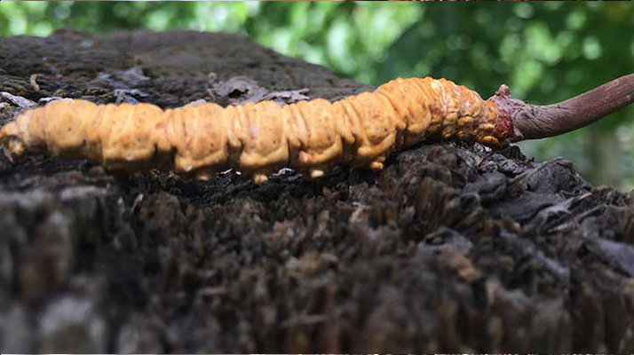 如何正確食用冬蟲(chóng)夏草