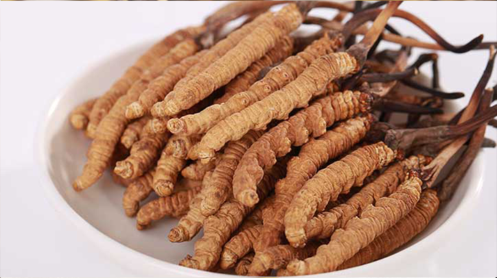 冬蟲(chóng)夏草小草:小身材也有大價(jià)值