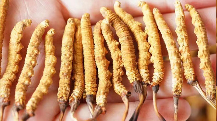 長(zhǎng)時(shí)間喝冬蟲(chóng)夏草好嗎？科學(xué)視角下的利弊與飲用指南