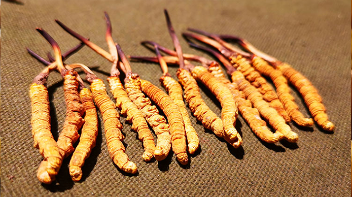 抖音上的冬蟲夏草能買嗎？謹(jǐn)慎抉擇，理性消費(fèi)