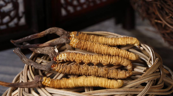 冬蟲夏草煲湯怎么煲好喝？營養(yǎng)與口感雙優(yōu)的實(shí)用指南