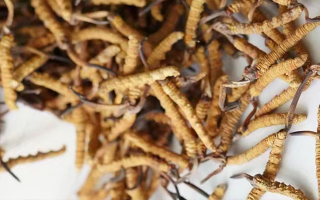 冬蟲夏草一斤多少元一根？多因素交織下的價格探秘