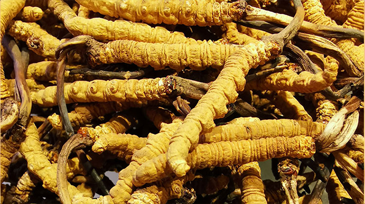 紫河車與冬蟲(chóng)夏草的區(qū)別：來(lái)源、功效及適用場(chǎng)景解析