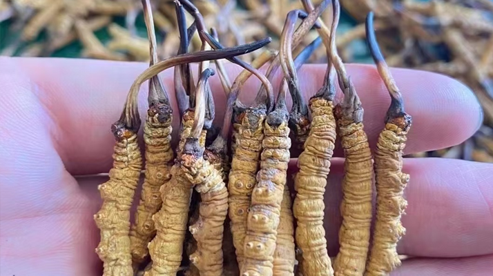 冬蟲夏草怎么辨別真假？6 個實用鑒別方法