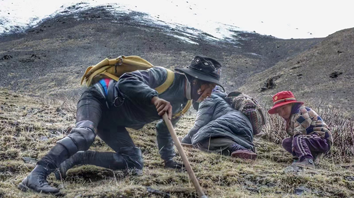 野生冬蟲夏草產(chǎn)地在哪里？核心產(chǎn)區(qū)與品質(zhì)特點(diǎn)解析