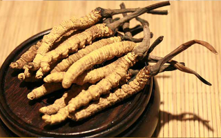 剛挖采的冬蟲(chóng)夏草怎么辦？科學(xué)處理與儲(chǔ)存指南