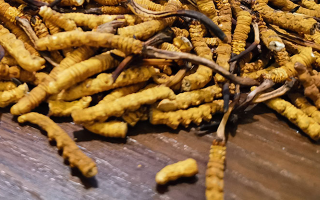 鮮冬蟲夏草煮多久？掌握時長，鎖住營養(yǎng)與鮮味