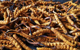 一根冬蟲夏草大概多少錢？價格背后的秘密