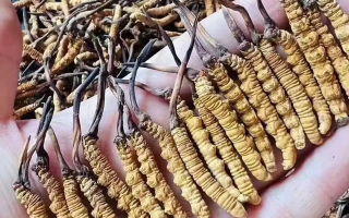 冬蟲夏草對女生的益處：從內(nèi)到外的滋養(yǎng)之道