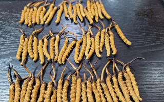 野生冬蟲夏草泡酒比例詳解：掌握黃金配比，泡出滋補好酒