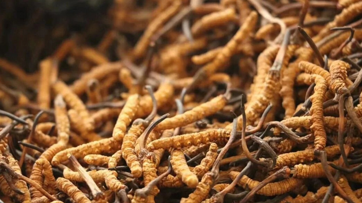 鮮冬蟲夏草有保質(zhì)期嗎？儲(chǔ)存方式與時(shí)效全解析