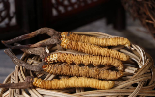 如何區(qū)別冬蟲(chóng)夏草的好壞？5 大維度鑒別優(yōu)質(zhì)蟲(chóng)草
