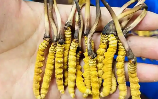 鮮冬蟲夏草一次放幾克？不同人群用量指南