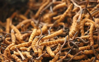 鮮冬蟲夏草有保質(zhì)期嗎？儲存方式與時效全解析