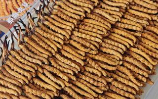 斷的冬蟲夏草：效果是否打折？科學(xué)解讀與實用建議