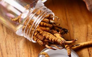 冬蟲(chóng)夏草多少錢(qián)一條？2025 年單條價(jià)格換算與選購(gòu)攻略