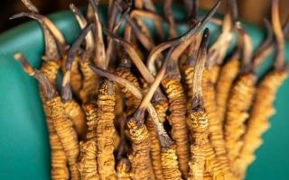 冬蟲夏草有什么作用？這些食用方法要知道