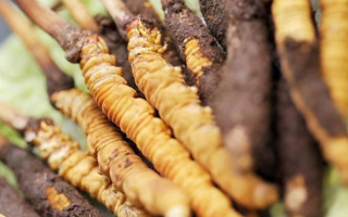 鮮冬蟲夏草哪里產(chǎn)地好些？三大黃金產(chǎn)區(qū)品質(zhì)解析