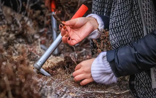 山上認(rèn)冬蟲(chóng)夏草：從環(huán)境到細(xì)節(jié)，4 步避開(kāi) “偽蟲(chóng)草”