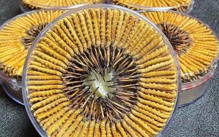 冬蟲夏草一斤價格多少？2025 年行情揭秘，差價竟達數(shù)十倍