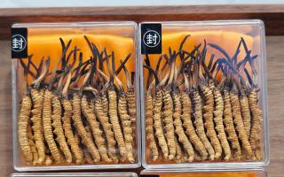 冬蟲夏草現(xiàn)在多少錢一克？2025 年克價揭秘，差價達 5 倍