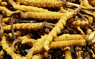 石斛與冬蟲(chóng)夏草哪個(gè)好？從功效到適用場(chǎng)景的全面對(duì)比