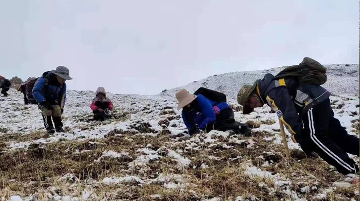 冬蟲夏草:探尋其核心產地的奧秘