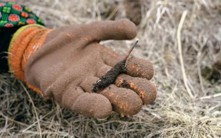 冬蟲(chóng)夏草禁采之后：生態(tài)與需求的平衡之道