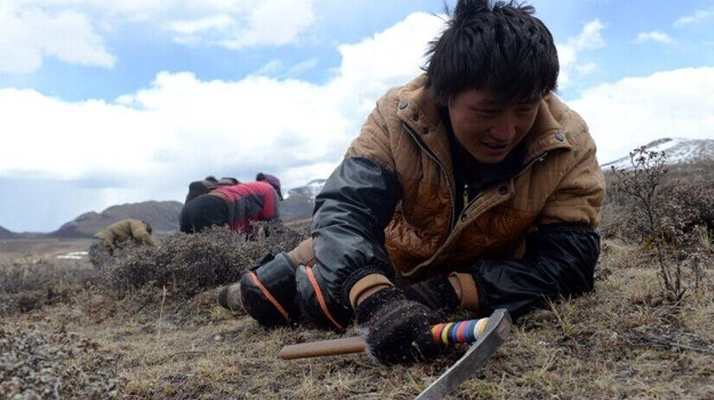 那曲<a href=http://www.czfjwz.net/sdph/wacr/ target=_blank class=infotextkey>挖草人</a>阿旺的蟲(chóng)草采摘時(shí)間表 