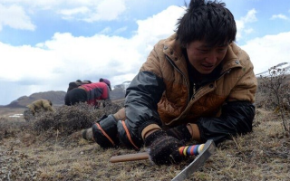 那曲挖草人阿旺的蟲(chóng)草采摘時(shí)間表：跟著草原節(jié)氣走，不錯(cuò)過(guò)每根好蟲(chóng)草