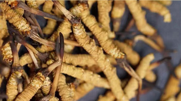 野生<a href=http://www.czfjwz.net/jiage/ target=_blank class=infotextkey>冬蟲夏草多少錢</a>一斤