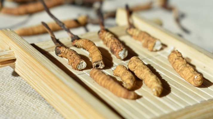 斷的<a href=http://www.czfjwz.net/ target=_blank class=infotextkey>冬蟲夏草</a>一克啥價(jià) 