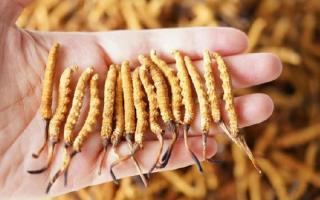 為啥說頭期冬蟲夏草品質(zhì)最好？掰開揉碎給你講