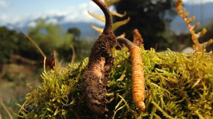 野生冬蟲夏草長什么樣 