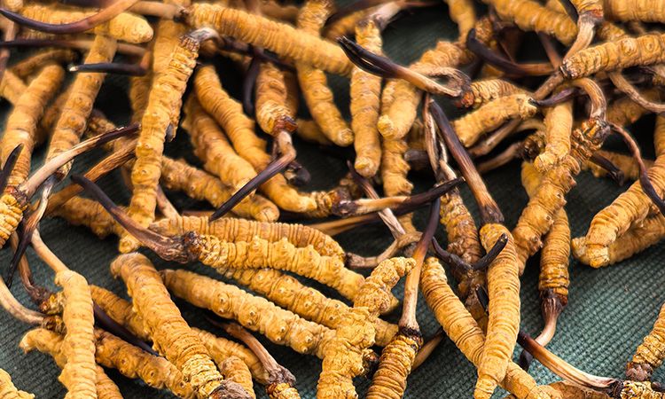 燉了二十年蟲草湯，這口感我太熟了，跟你細細說