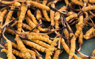 燉了二十年蟲(chóng)草湯，這口感我太熟了，跟你細(xì)細(xì)說(shuō)