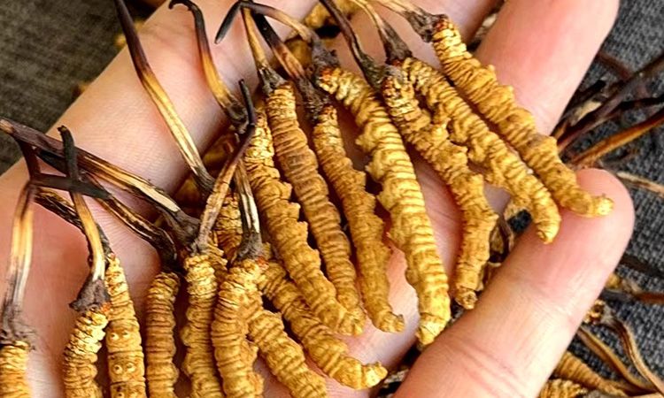 冬蟲夏草含水量：多少才合適