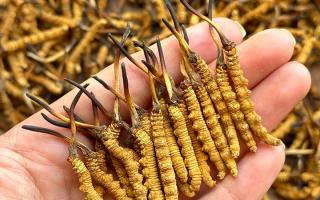 冬蟲(chóng)夏草保存時(shí)長(zhǎng)：專(zhuān)家解析關(guān)鍵影響因素與期限界定